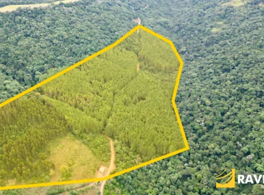Floresta de Pinos em Ponte Serrada SC.